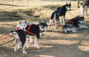 Karen Ramstead's puppies in training