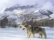 Leaders Kala and Tarka resting while their musher finds some fresh backcountry Powder turns.