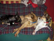 Tom Ruszkowski Synchronized Couch Surfing competition.