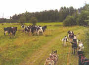 John Scharis Herding by Dog Team