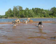 Schouweiler Puppies Summer Fun