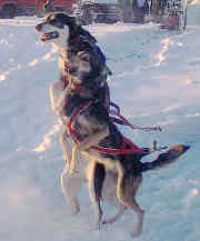 Rego's Dutchess & Curry saying "Let's go already!!"