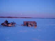 Puppies in Noorvik, Alaska