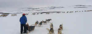 Susanne Simonsson Reindeer Encounter