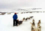 Susanne Simonsson Reindeer Encounter