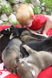 Tasha Stielstra Photo : Nate Stielstra and Puppies