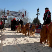 Bonnie Tanguay's team of Goldens