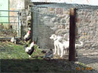 Tilsed Pups watching the chooks