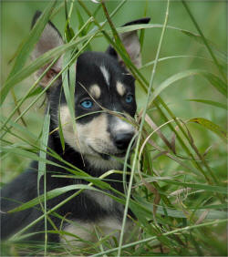 Earl & Pam Torgerson Photo : Akita in stealth mode