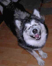 Floyd Varney Smiling Husky