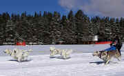 Linda von Hanneken-Martin's Samoyed team at the 2007 Mount Massive Mush in Leadville, CO