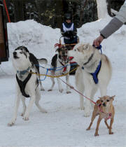 Scott Weber Photo : Winky helps Kensie Myers get her team ready.