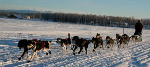 Robert Bundtzen winner of the first Willow-Tug 300 Sled Dog