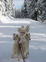 Jill Wilson's team training in Northern Idaho