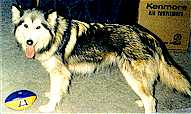 Mackenzie River Husky