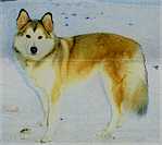 Red Mackenzie River Husky