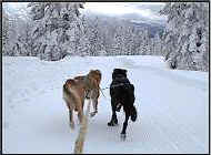 Down the Rim Trail at Diamond Peak XC