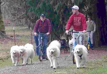 Scooter with Friends