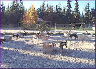 Erhart's Dog Yard - 1