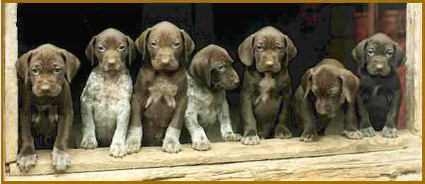 German Shorthair Puppies