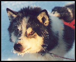 Retired lead dog, Skunk