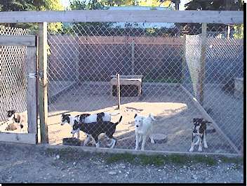 Erhart Puppy Pen