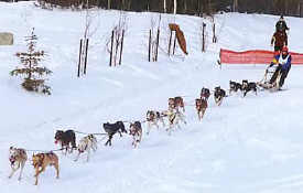 Amy Racing the Fur Rondy