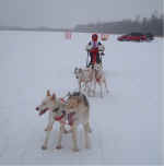 Mac Ramsay Winning 4 Dog Race