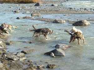 river- crossing