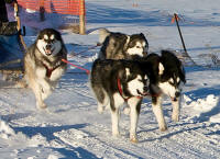 Dr. Kirsten Phillips Photo : 2013 Rosebud Run Sled Dog Classic