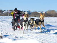 Dr. Kirsten Phillips Photo : 2013 Rosebud Run Sled Dog Classic