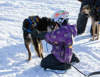 Dr. Kirsten Phillips Photo : 2013 Rosebud Run Sled Dog Classic