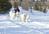 Dr. Kirsten Phillips Photo : 2013 Rosebud Run Sled Dog Classic